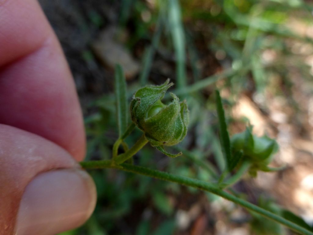 Althaea cannabina